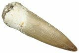 Fossil Plesiosaur (Zarafasaura) Tooth - Morocco #344259-1